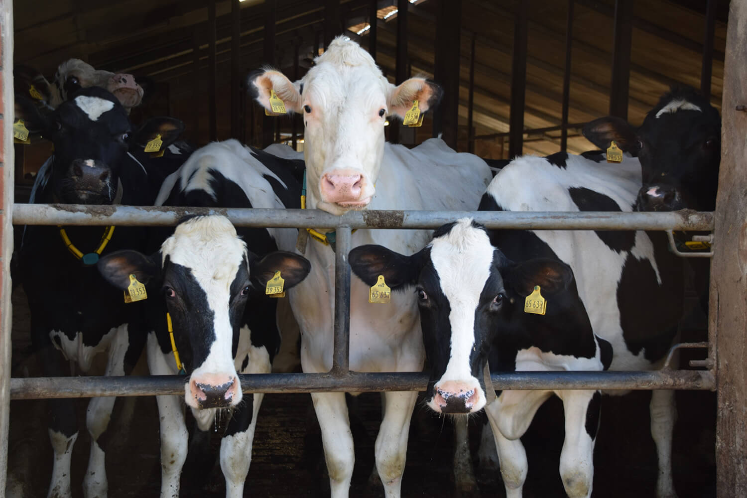 Landwirtschaftsberatung für Feldbau und Milchproduktion